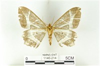 樹形尺蛾藏品圖，第2張