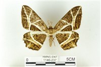 樹形尺蛾藏品圖，第1張