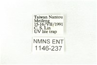 樹形尺蛾藏品圖，第3張