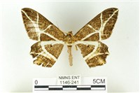 樹形尺蛾藏品圖，第1張