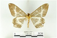 樹形尺蛾藏品圖，第2張