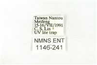 樹形尺蛾藏品圖，第3張