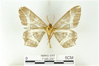 樹形尺蛾藏品圖，第2張