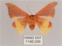 銀端帶鉤蛾藏品圖，第2張