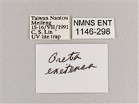 銀端帶鉤蛾藏品圖，第3張