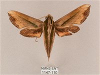 斜綠天蛾藏品圖，第1張