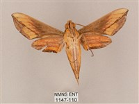 斜綠天蛾藏品圖，第2張