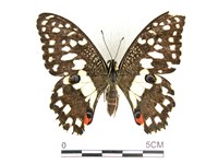 花鳳蝶、無尾鳳蝶藏品圖，第1張