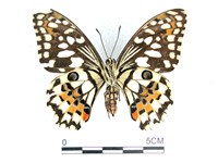 花鳳蝶、無尾鳳蝶藏品圖，第2張