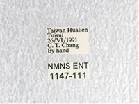 花鳳蝶、無尾鳳蝶藏品圖，第3張