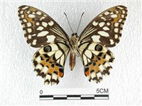 花鳳蝶、無尾鳳蝶藏品圖，第2張