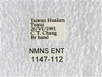 花鳳蝶、無尾鳳蝶藏品圖，第3張