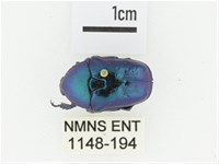 藍艷白點花金龜藏品圖，第1張