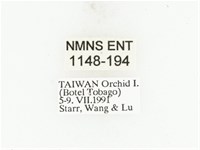 藍艷白點花金龜藏品圖，第2張