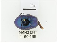 藍艷白點花金龜藏品圖，第1張