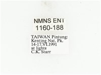 藍艷白點花金龜藏品圖，第2張