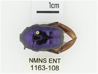 藍艷白點花金龜藏品圖，第1張