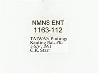 藍艷白點花金龜藏品圖，第2張