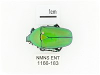 金艷騷金龜藏品圖，第1張