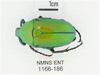 金艷騷金龜藏品圖，第1張