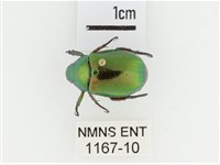 艷金龜藏品圖，第1張