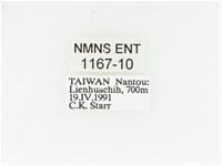 艷金龜藏品圖，第2張