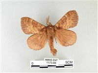 波紋枯葉蛾藏品圖，第1張