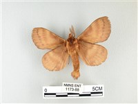 波紋枯葉蛾藏品圖，第2張