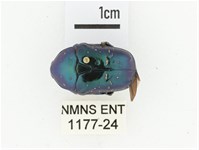 藍艷白點花金龜藏品圖，第1張