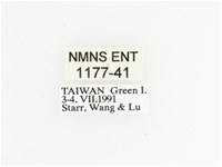 綠島小綠花金龜藏品圖，第2張