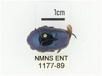 藍艷白點花金龜藏品圖，第1張