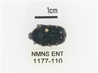 綠島小綠花金龜藏品圖，第1張