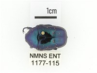 藍艷白點花金龜藏品圖，第1張