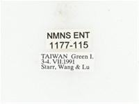 藍艷白點花金龜藏品圖，第2張