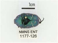 藍艷白點花金龜藏品圖，第1張