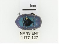 藍艷白點花金龜藏品圖，第1張