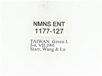 藍艷白點花金龜藏品圖，第2張