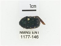 綠島小綠花金龜藏品圖，第1張