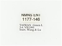 綠島小綠花金龜藏品圖，第2張