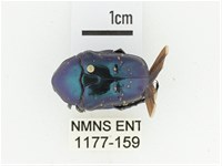 藍艷白點花金龜藏品圖，第1張