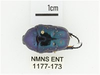 藍艷白點花金龜藏品圖，第1張