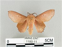 臺灣枯葉蛾藏品圖，第1張