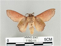 臺灣枯葉蛾藏品圖，第2張