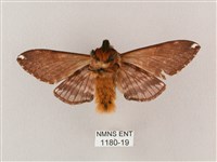 井上氏絨毛天蛾藏品圖，第2張