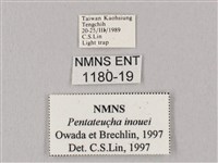 井上氏絨毛天蛾藏品圖，第3張