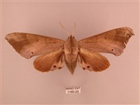 栗六點天蛾藏品圖，第1張