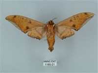 裂斑鷹翅天蛾藏品圖，第2張