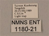 裂斑鷹翅天蛾藏品圖，第3張