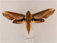 綠背斜紋天蛾藏品圖，第1張