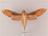 綠背斜紋天蛾藏品圖，第2張